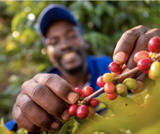 cam kết bền vững